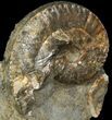 Hoploscaphites Ammonite - South Dakota #44016-1